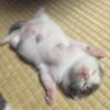 bridger_b